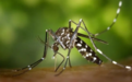 今年的蚊子为啥特别少？在40度高温下会被热死