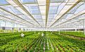 张掖甘州温室秋冬花卉栽培忙 你家中秋国庆的花全包了