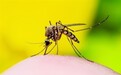 世界最大蚊子工厂每周生产3000万只：为了在蚊群传播一种细菌