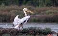 白鹈鹕首次现身曹妃甸湿地 河北国家一级保护动物再添新物种