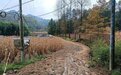 秦岭深处：一条路“唤醒”山村里的春天