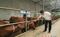 巧念养牛经"犇"向致富路 甘肃庄浪"牛贩子"镇长带好头