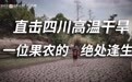 正面FACE | 直击四川干旱：“昨晚下了一晚上雨，相当于下了一晚上的钱”
