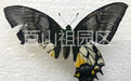 又一次发现！国家一级保护蝶种现身百山祖国家公园