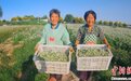 河北武邑调整种植结构 逾3000亩韭菜助农增收