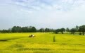 金秋好“丰”景 稻香美如画！2022中国农民丰收节湖北主会场活动来了