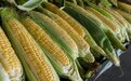 东方甄选回应下架玉米：为保品质 不能超量生产