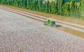 棉花主产区新疆进入机械化采收季