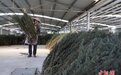 （中国这十年）青青蒿草出武陵 治病致富两相宜