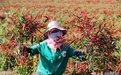 聚"椒"张掖小镇：金秋时节喜丰收 富民之花"辣"么红