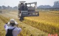 金稻飘香 “丰”景如画