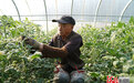 河北邢台：特色种植助增收