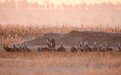 波罗湖保护区迎来2000多只白头鹤停歇觅食