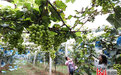 唐山市丰润区特色种植助农增收