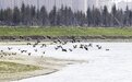 长春北湖国家湿地公园不断推进绿色发展，保护生态环境，呈现一派人与自然和谐共生景象 ——湖水泛金波 飞鸟映霞光