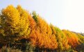 仙境文县 秋染高楼山
