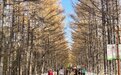 长春绝美赏秋景点“黄金大道”，为何火遍全网？