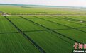 河南产粮第一大市将再建270万亩高标准农田示范区