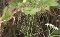 德清发现新物种 为研究全球气候变暖提供新依据