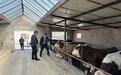金昌首笔活畜抵押贷款发放 "资"持养殖产业高质量发展