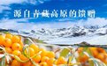 评测|沙棘类软糖如何选？益先声、康元和吕梁山坡？