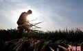 探访山东章丘大葱种植基地：“你没葱高真的不是笑话你”