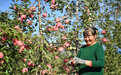 延安：苹果红 日子旺