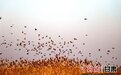 大漠水库冬景撩人：芦苇摇曳 飞鸟归巢