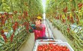 温室大棚“春意浓” 一串串番茄枝头俏