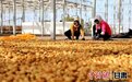 今年产值超10亿元 张掖民乐“小土豆”串起“大链条”