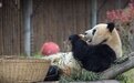 吃得好睡得香 大熊猫“大美”“青青”在长沙快乐过冬