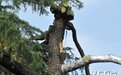 组图 | 湖南烈士公园：为六旬松树“动手术”