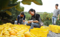 湖南道县：脐橙飘香 采摘上市（组图）