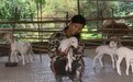 阳江市双麻村:湖羊养殖助推村集体经济大发展