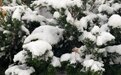 多图来袭！戳进欣赏“雪窝子”威海今冬首场大范围降雪
