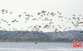 河北磁县溢泉湖引来10万余只大雁栖息越冬