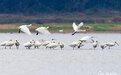 湖口：鄱湖湿地候鸟翔集（图）