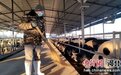河北武强发展肉牛养殖产业带动村民增收