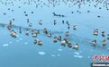 数万只候鸟飞抵新疆永安湖湿地自然保护区栖息越冬