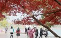 组图 | 湖南烈士公园：枫叶红了等你来赏