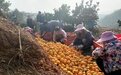 大旱影响江西柑橘类水果品质与产量