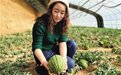 白银靖远大棚西瓜甜蜜上市 冬天照样实现“吃瓜自由”