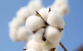 江西棉花种植面积和产量实现双增长