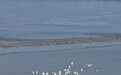 黄河北岸湖面冰封 大天鹅冰上嬉戏
