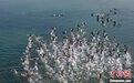 数百只野生白骨顶鸡“落户”新余乡村水域越冬（图）