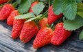 小草莓做出大产业 积极打造乡村振兴示范样板