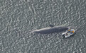 8米长抹香鲸在日本被证实死亡