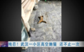 太残忍！半个月7只流浪猫被人扔下坠亡