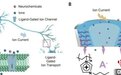 中国科学家这项最新研究成果 有望解码人类大脑“化学语言”