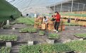 河南夏邑：育苗工厂助力产业振兴